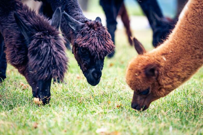 Agroturismo Agriturismo Il Beccafico Alpaca