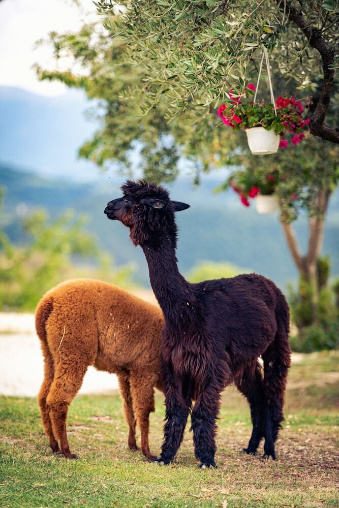 Agroturismo Agriturismo Il Beccafico Alpaca