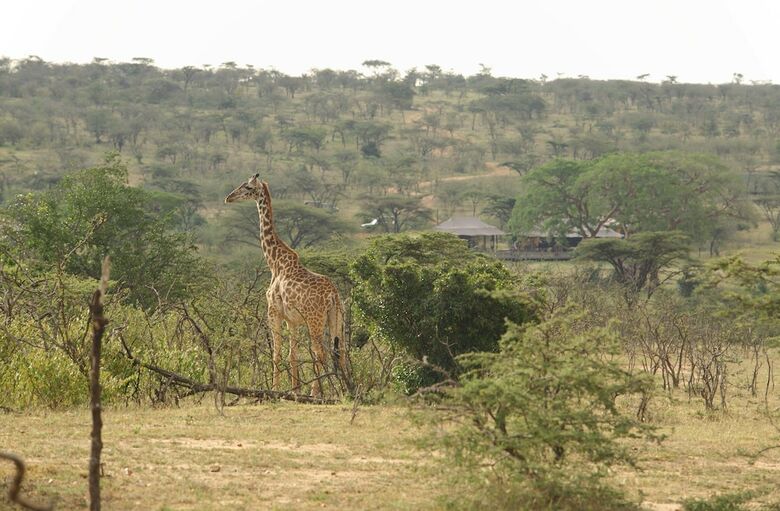Leopard Hill