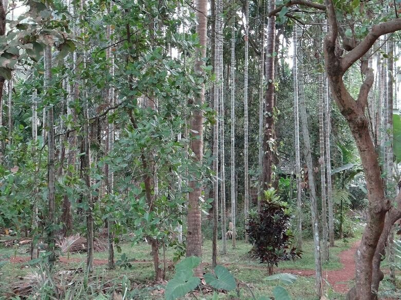Dudhsagar Plantation