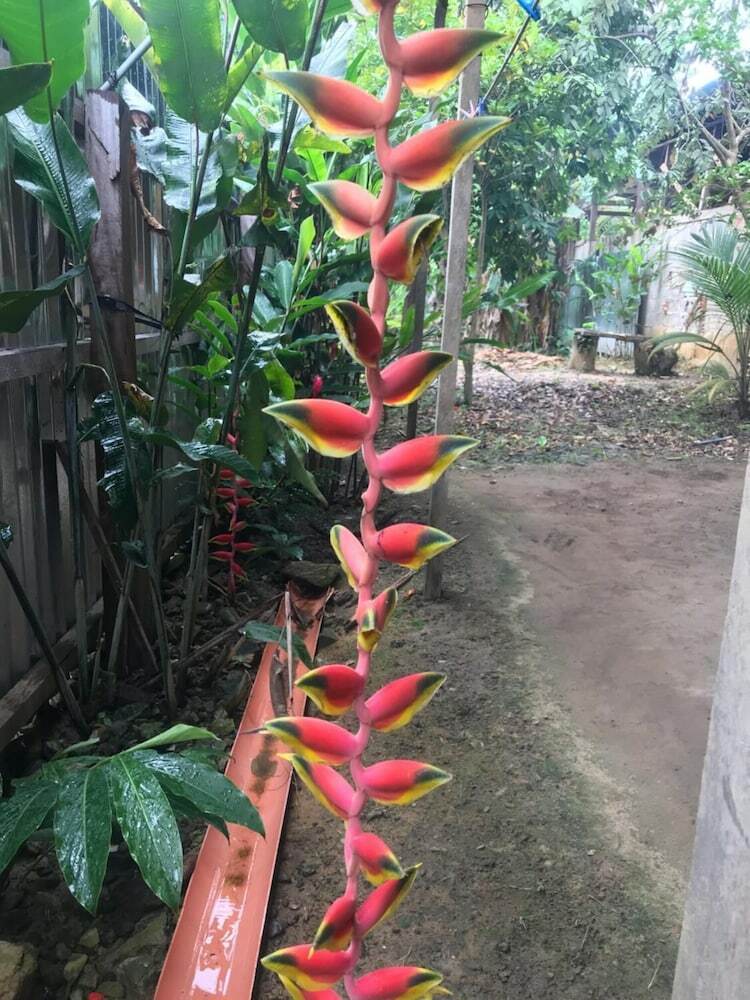 Ayahuaska