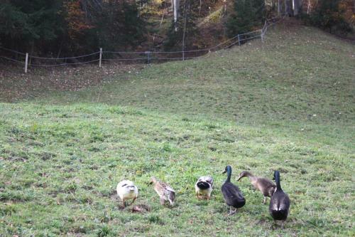 Apartamento Alpenferienwohnungen Wiesenlehen