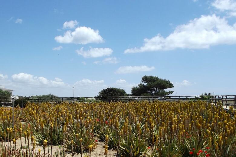Agroturismo Il Giardino Delle Aloe