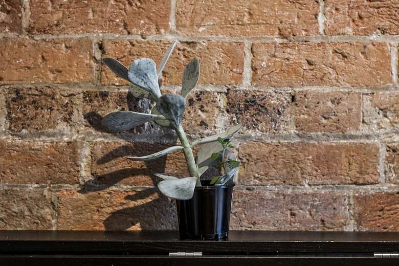Apartamentos Quaint 1880s Sydney Terrace House