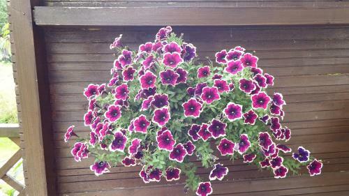 Apartamento Haus Bergblick