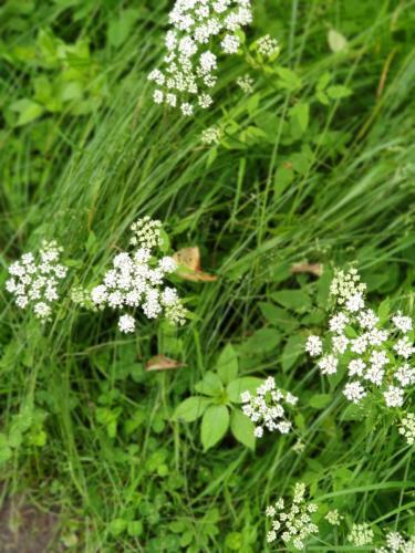Apartamento Haus Bergblick