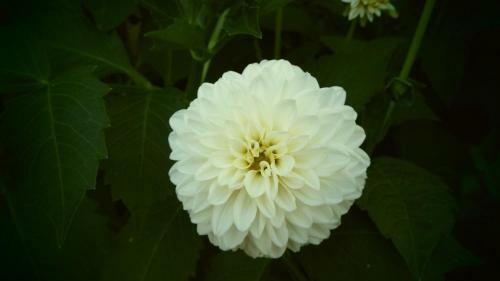 Apartamento Haus Bergblick