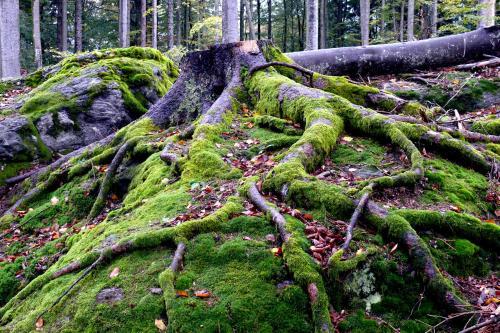 Bayernstern - Ihr Wander- & Wohlf�hlhotel