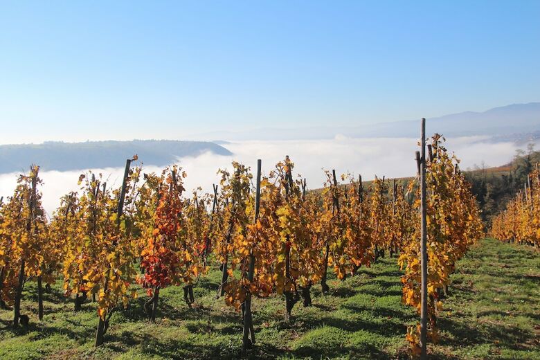 Hotel H�tel Le Domaine Des Vignes