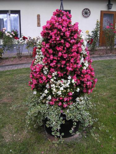 Hostal Pension M�hring