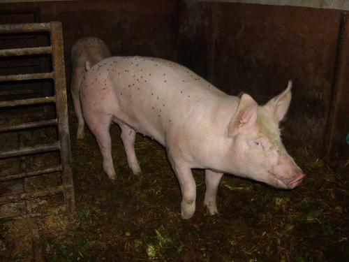 Agroturismo Willekes Bl�tenhof