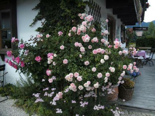 Hostal Pension Louise
