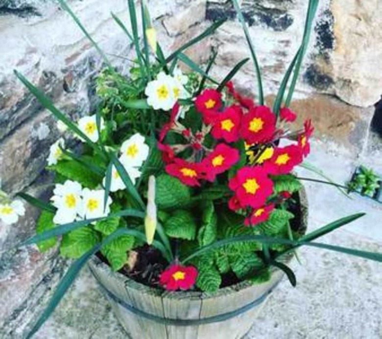 Apartamentos Clava Cottage
