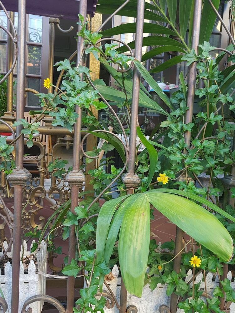 Hotel Little Home Hostel Nha Trang