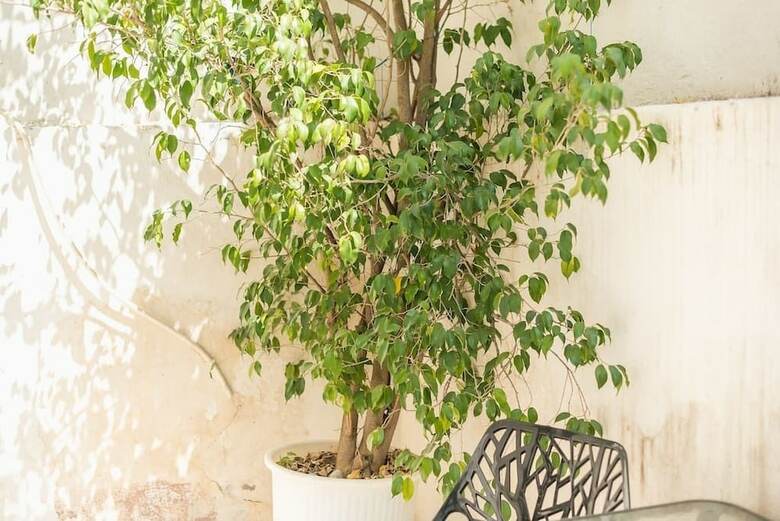 Athens Small Paradise Apartment