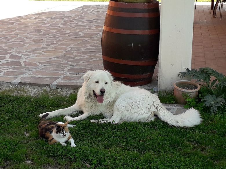 Agroturismo Agriturismo La Vita � Bella