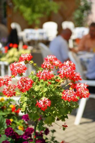 Posada Gasthaus Blume