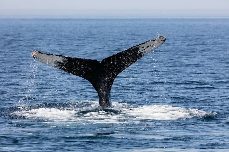 Apartamentos Best 1-br Ocean View Master Suite In Cabo San Lucas