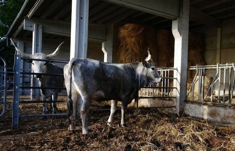 Agroturismo Agriturismo La Poderina E Gli Olmi