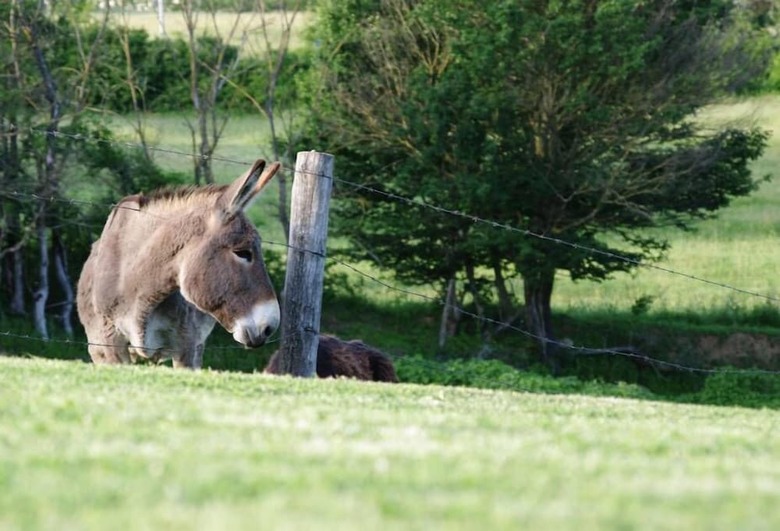 Agroturismo Agriturismo La Poderina E Gli Olmi