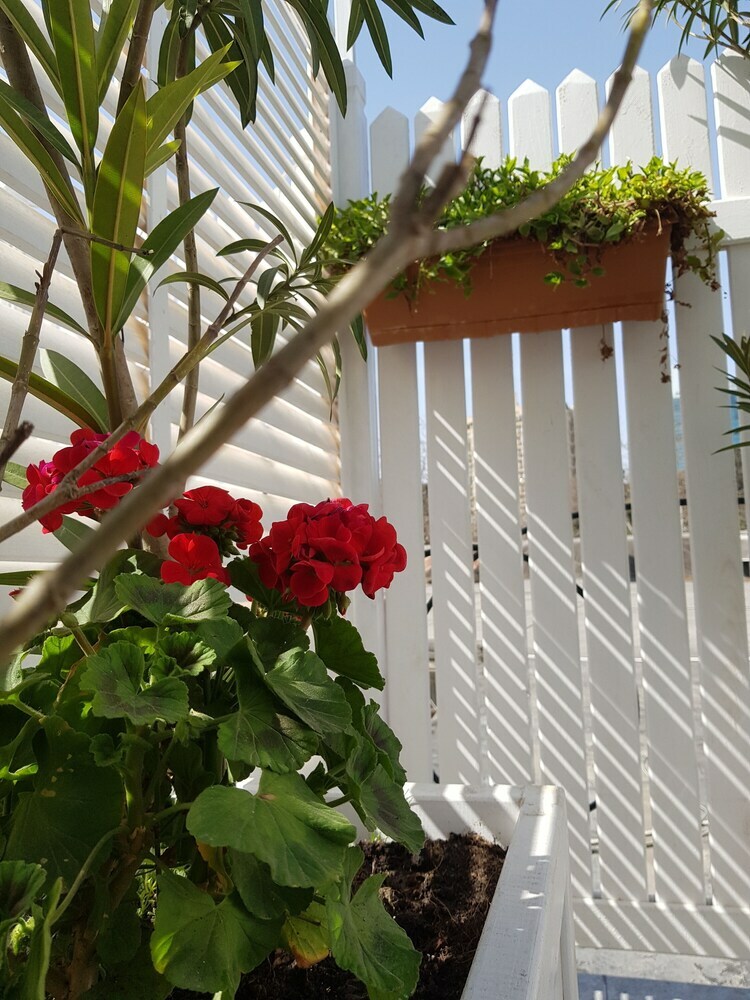 Citrus Boutique Hotel