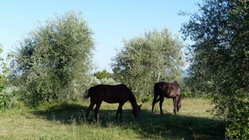 Agroturismo Agriturismo Podere Sottogello