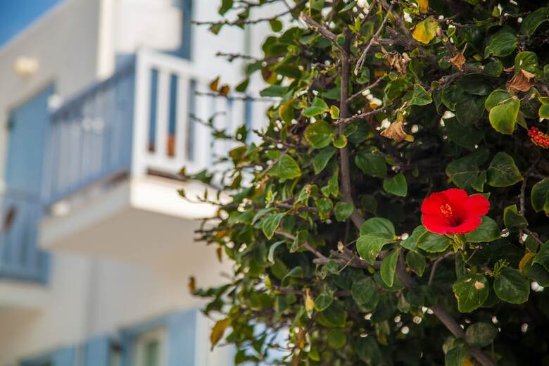 Aeolos Hotel Mykonos