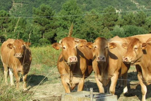 Agroturismo Trebbiolo