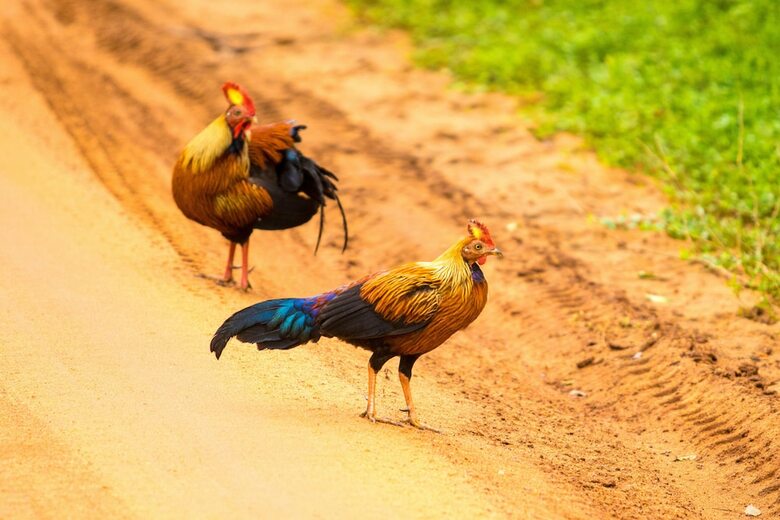 Topan Yala - Air Conditioned Luxury Safari Camp