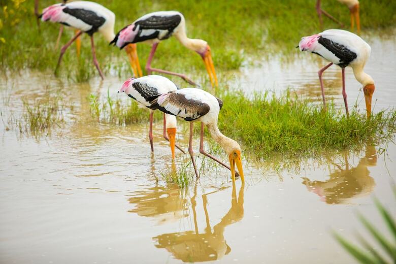 Topan Yala - Air Conditioned Luxury Safari Camp