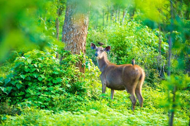 Topan Yala - Air Conditioned Luxury Safari Camp