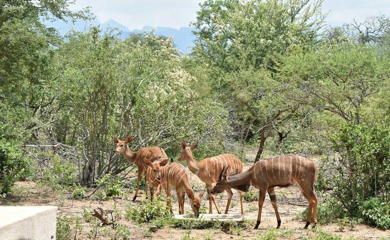 Villa Lowveld Escape