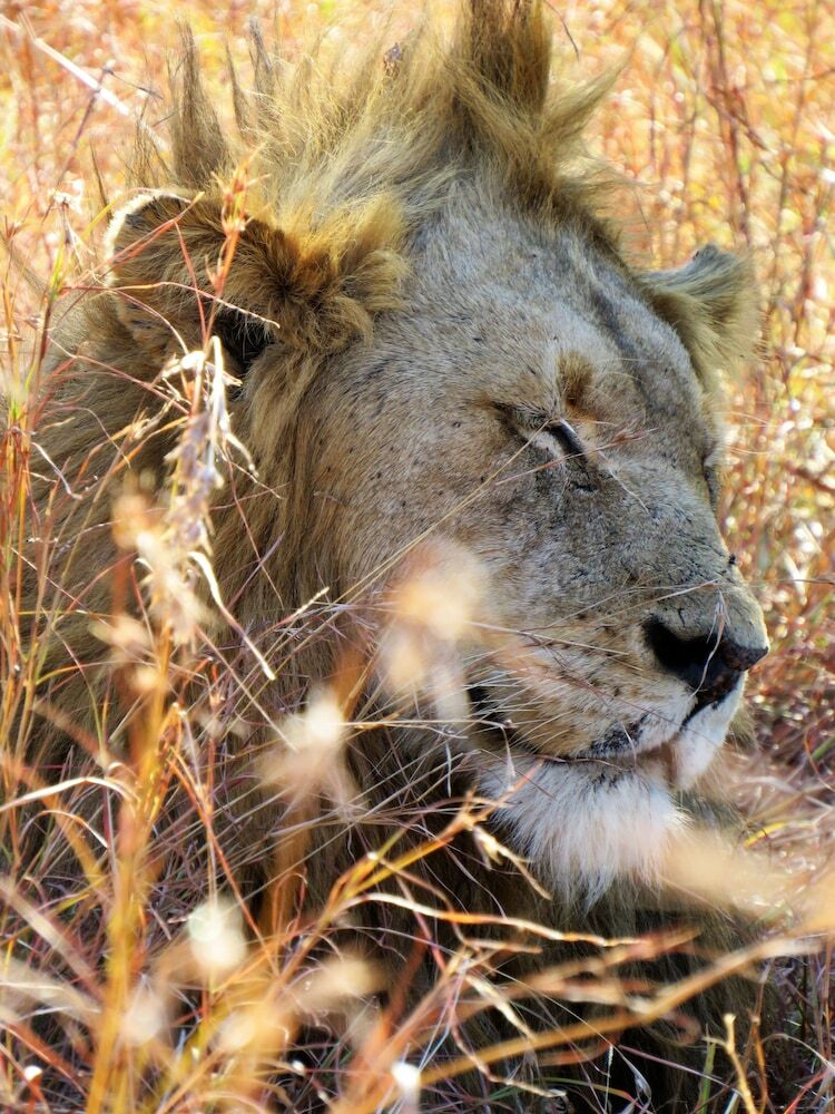 Villa Lowveld Escape