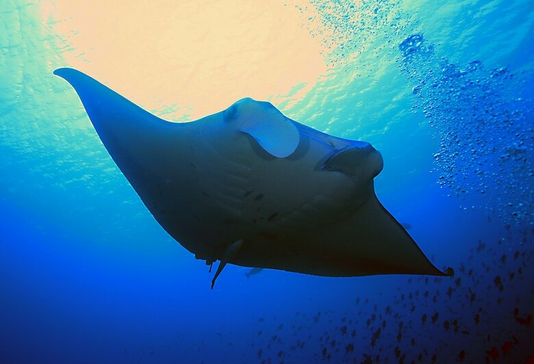 Hotel Rasdhoo Dive And Water Sports