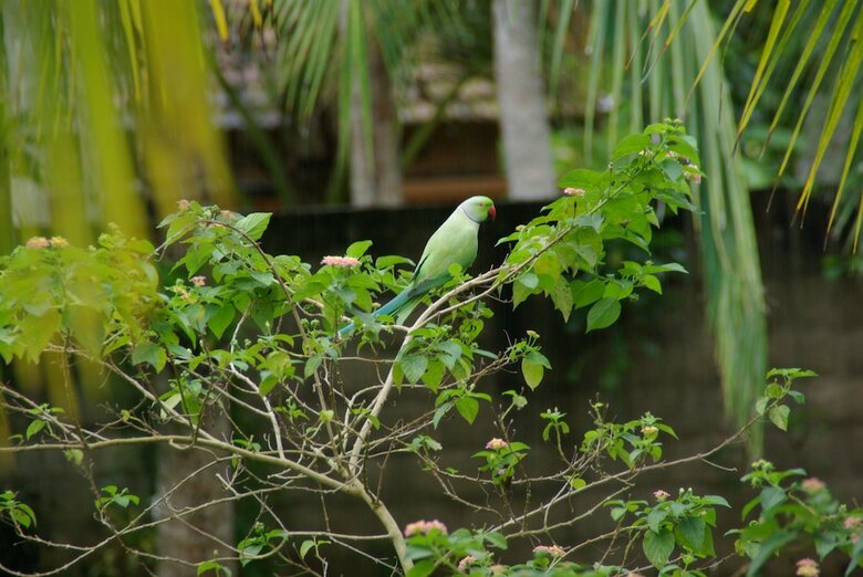 Hotel King Coconut Lodge