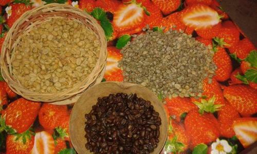 La Candelaria Coffee Farm B&B