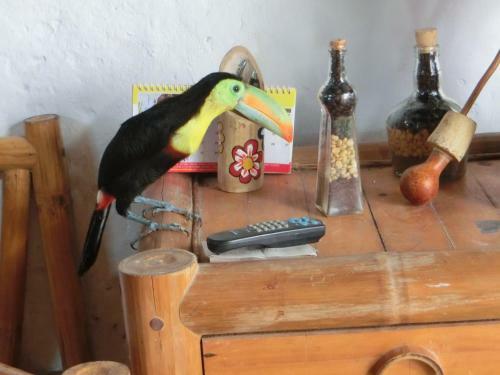 La Candelaria Coffee Farm B&B