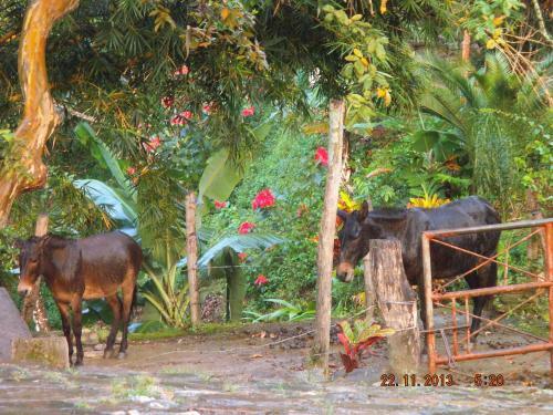 La Candelaria Coffee Farm B&B
