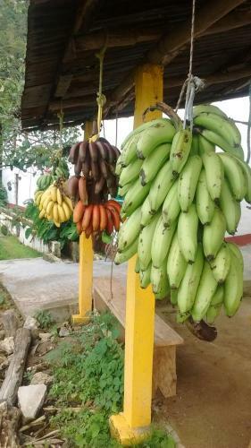 La Candelaria Coffee Farm B&B
