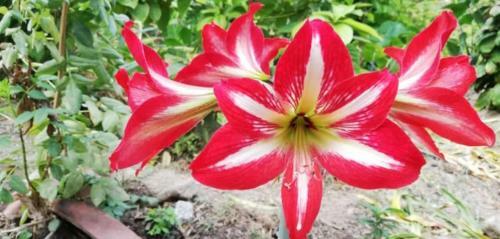 La Candelaria Coffee Farm B&B