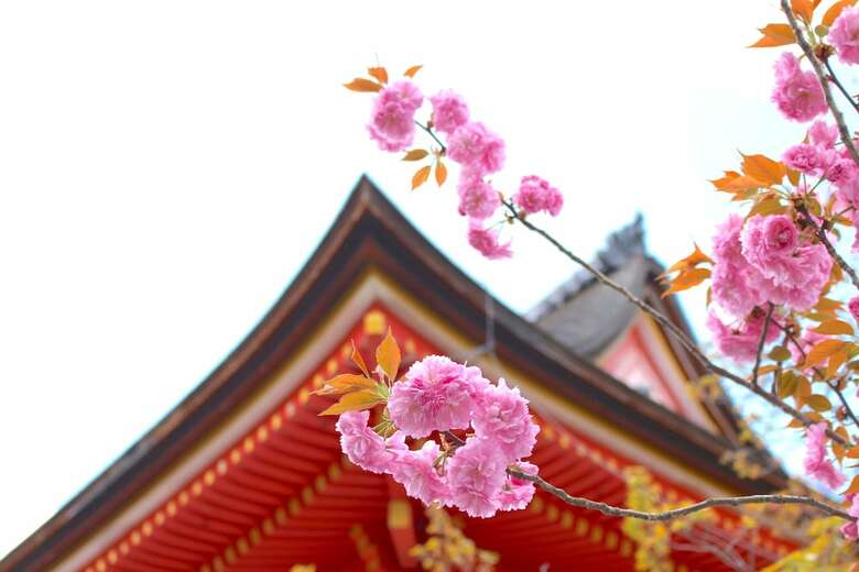 Stay Sakura Kyoto To-ji Machiya