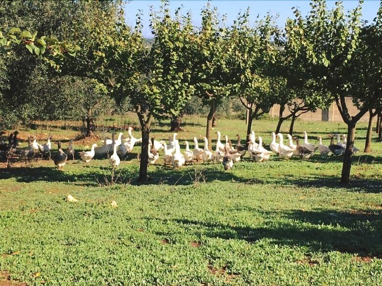 Agroturismo Agritria Di Umberto Anglisani