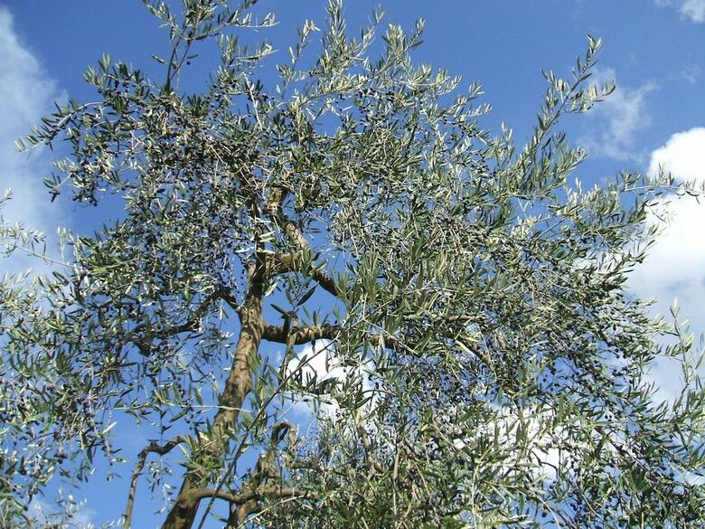 Agroturismo Country Room Il Moro