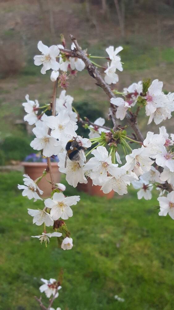 Hotel Appartamenti Alle Fonti