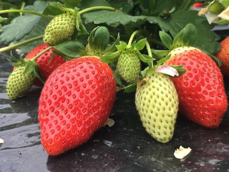Hotel Abbey Road Inn Seika