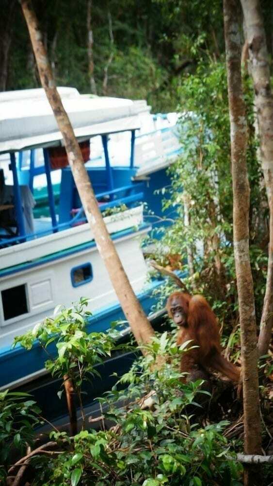 Houseboat Bee Kelotok