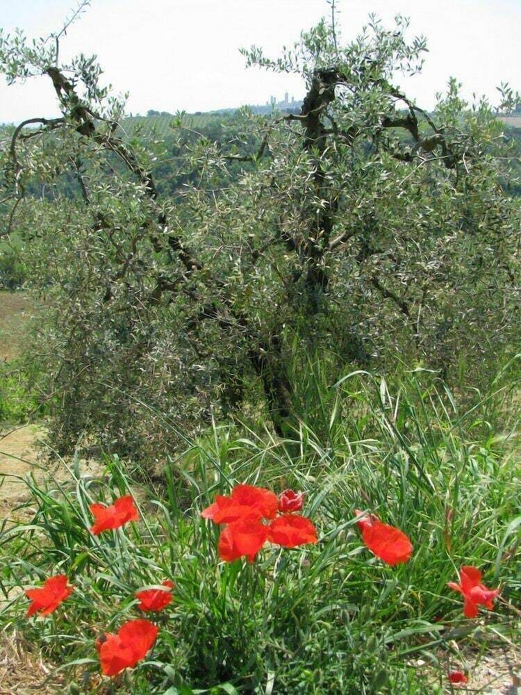 Apartamento Il Rosolaccio