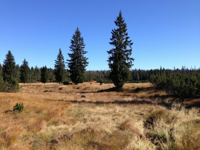 Fewo Waldheimat