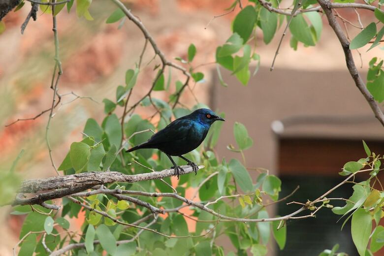 Hotel Onduri Lodge - In Okaukuejo
