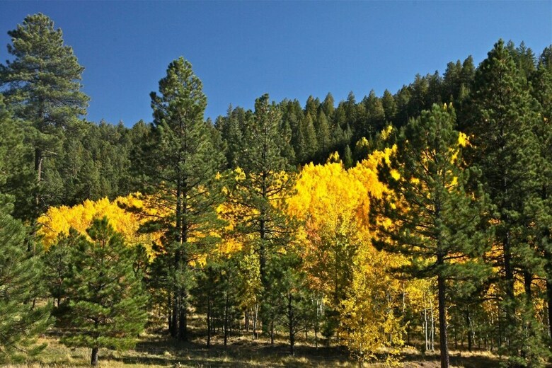 2bd Twilight